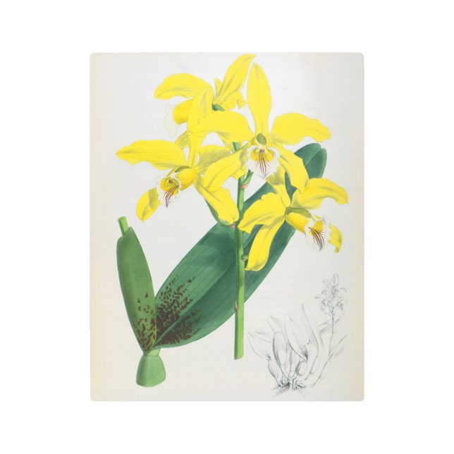 Impresión En Metal Orquídea de Lindenia Amarilla (Anverso)