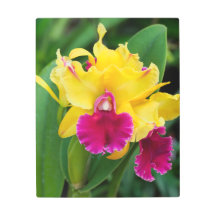 Orquídea exótica en colores amarillo y rosa calien