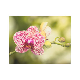 Impresión En Metal Orquídea manchada rosa