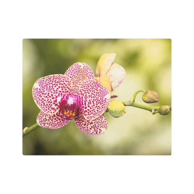 Impresión En Metal Orquídea manchada rosa (Anverso)