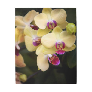 Impresión En Metal Orquídeas de rosa y amarillo