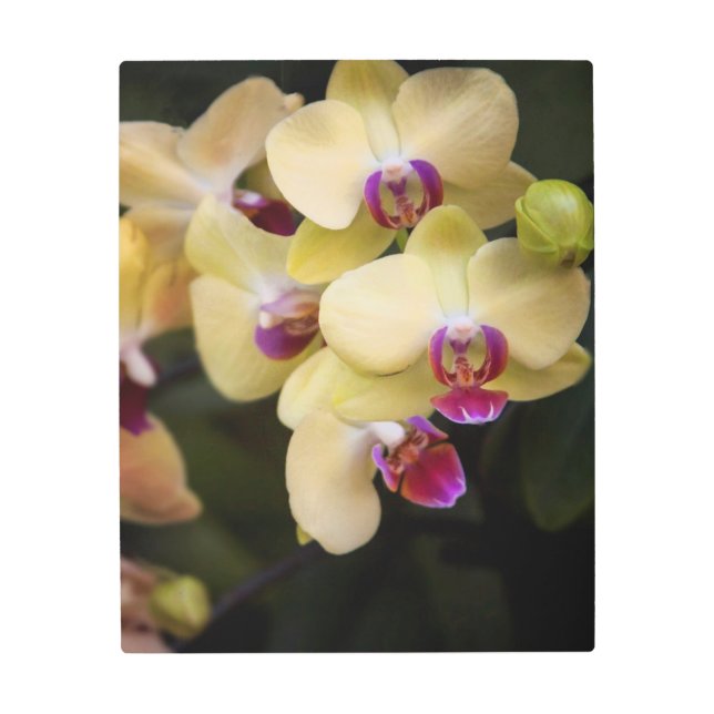 Impresión En Metal Orquídeas de rosa y amarillo (Anverso)