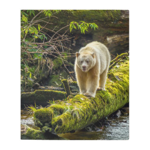 Impresión En Metal Oso de espíritu blanco   Columbia Británica, Canad