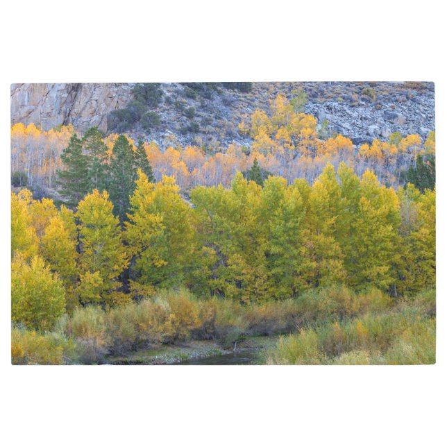 Impresión En Metal Otoño de Aspen Forest (Anverso)