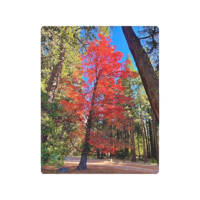 Impresión En Metal Otoño en Yosemite (Anverso)