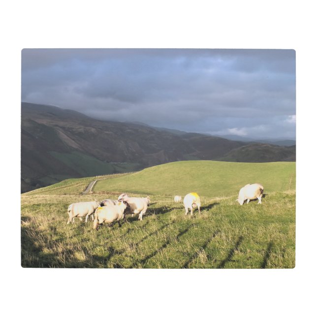 IMPRESIÓN EN METAL OVEJAS DE MONTAÑA (Anverso)