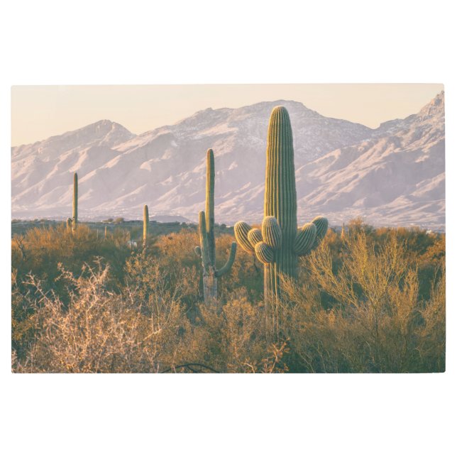 Impresión En Metal Paisaje de Saguaro (Anverso)