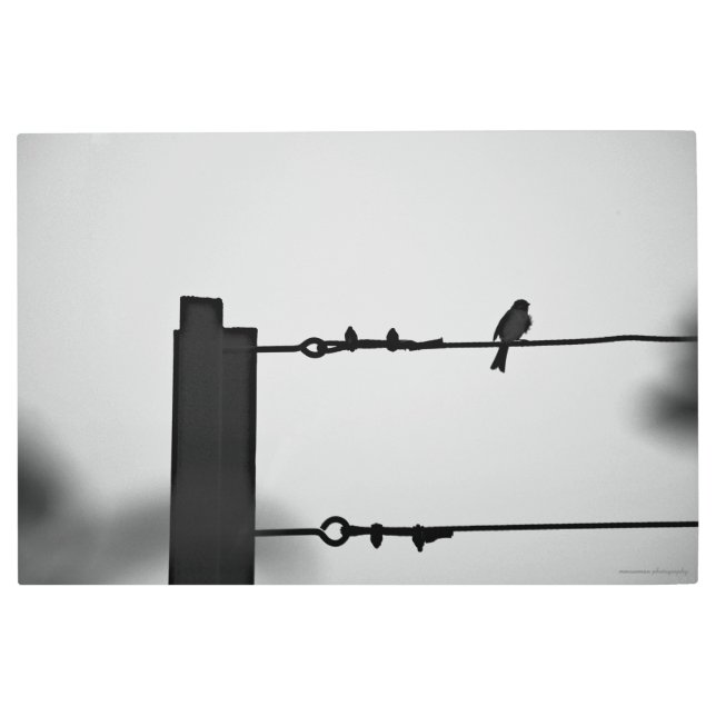 Impresión En Metal Pájaro en un cable (Anverso)