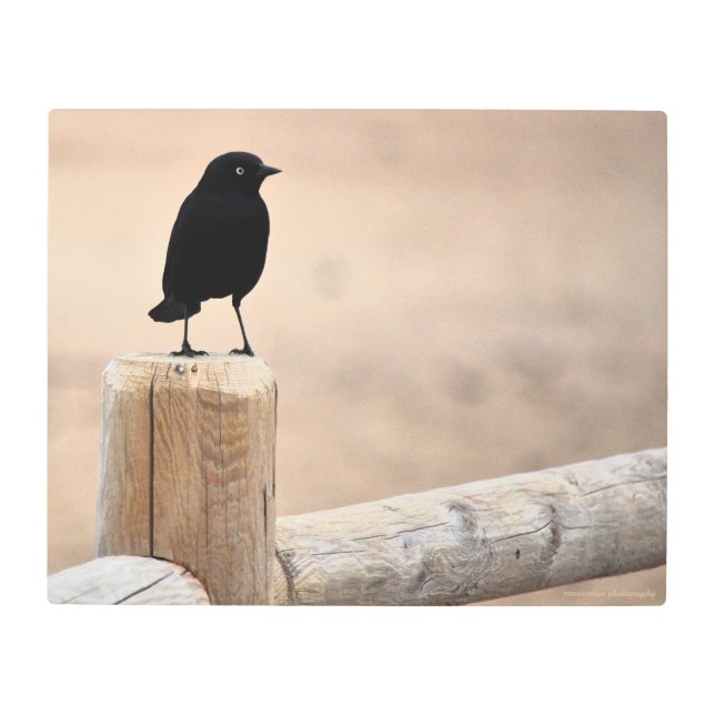 Impresión En Metal Pájaro negro sobre una cerca (Anverso)