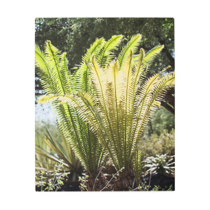 Impresión En Metal Palmeras iluminadas