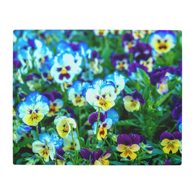 Impresión En Metal Pansies coloridos (Anverso)
