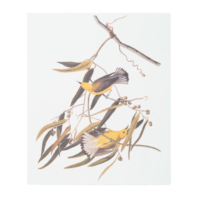 Impresión En Metal Par de pájaro prothonotario amarillo de Audubon (Anverso)