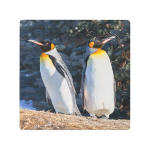 Impresión En Metal Pareja de Rey Pingüino contra el telón de fondo in