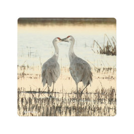 Impresión En Metal Pareja Sandhill Crane Sunrise