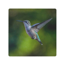 Impresión En Metal Pasando el colibrí