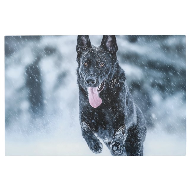Impresión En Metal Pastor alemán negro con cubierta de Duvet de nieve (Anverso)