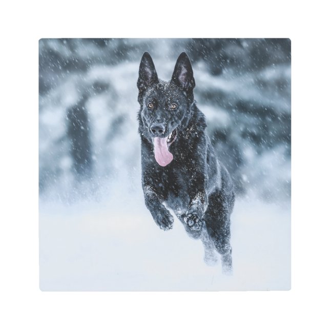 Impresión En Metal Pastor alemán negro con cubierta de Duvet de nieve (Anverso)