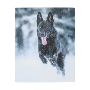 Impresión En Metal Pastor alemán negro con cubierta de Duvet de nieve