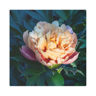 Impresión En Metal Peach Peony: Un Delicado florecimiento en el foco