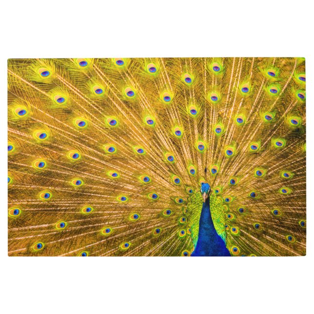 Impresión En Metal Peacock, cataratas plateadas, Kauai, Hawaii (Anverso)