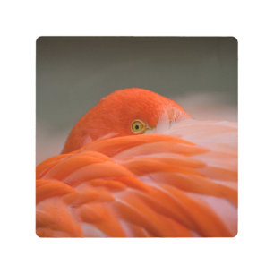 Impresión En Metal Peeking Flamingo
