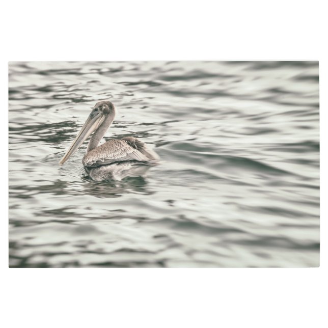 Impresión En Metal Pelican en el agua (Anverso)