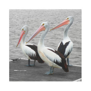 Impresión En Metal Pelican Sea Bird Minimalista Color Pop Photography