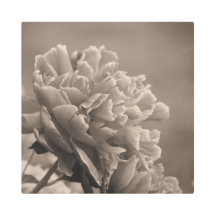 Peony Single Sepia
