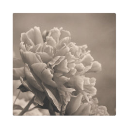 Impresión En Metal Peony Single Sepia