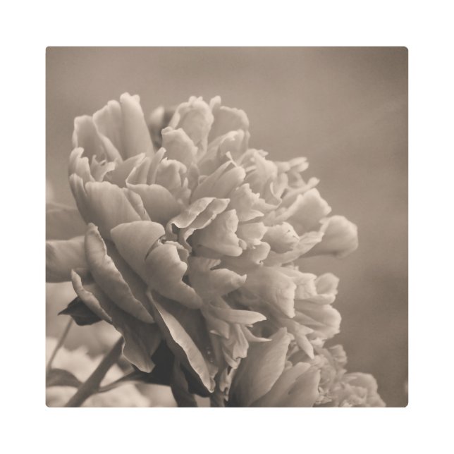 Impresión En Metal Peony Single Sepia (Anverso)