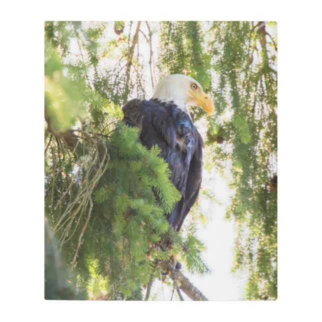 Impresión En Metal Perchas de águila calva en Douglas Fir (Anverso)