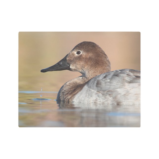 Impresión En Metal Perfil de pato de la captación femenina (Anverso)