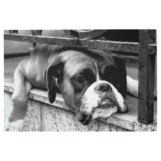 Impresión En Metal Perro Boxer en Windowsill 36x24 (90x60cm) wamea (Anverso)