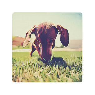 Impresión En Metal Perro Dachshund Jugando Con Una Bola De Tenis Cump