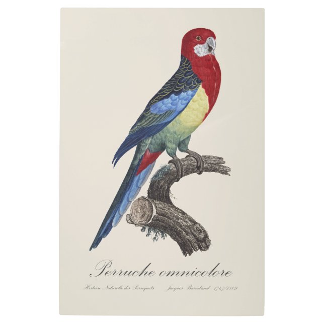 Impresión En Metal Perruche omnicolore / Eastern rosella (Anverso)