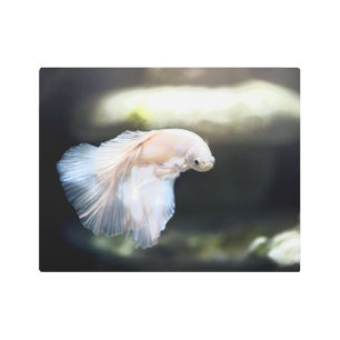 Impresión En Metal Pescado blanco siamés de combate