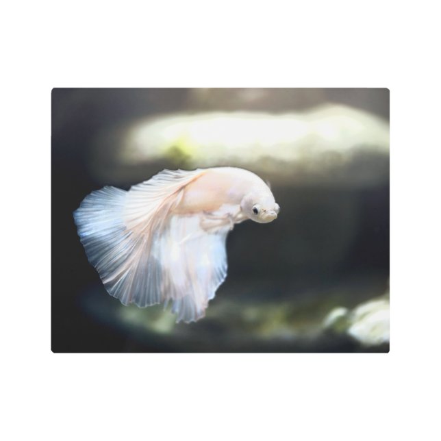 Impresión En Metal Pescado blanco siamés de combate (Anverso)