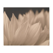 Pétalos de girasol en tono de sepia