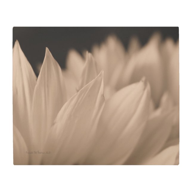 Impresión En Metal Pétalos de girasol en tono de sepia (Anverso)