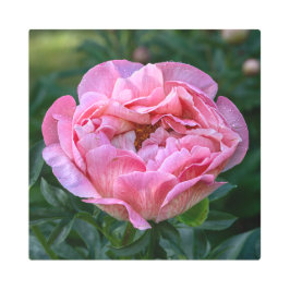 Impresión En Metal Pink Peony