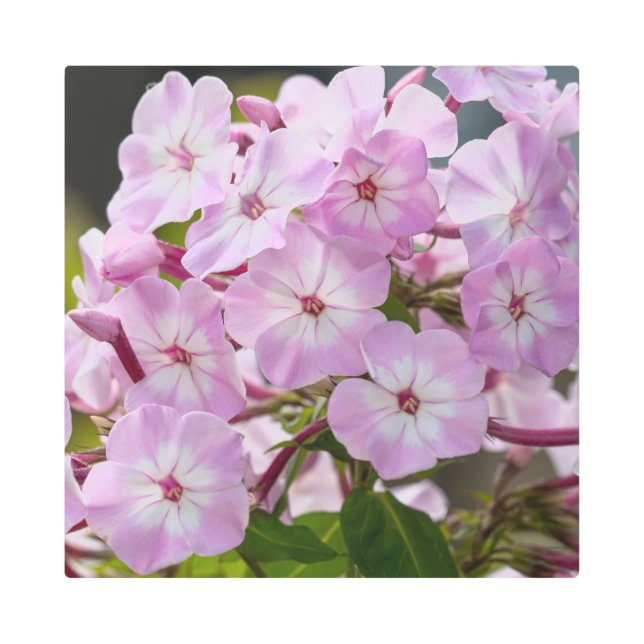Impresión En Metal Pink Phlox (Anverso)