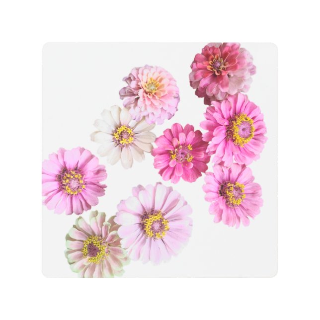 Impresión En Metal Pink Zinnia (Anverso)