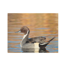 Pintail septentrional masculino