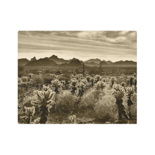 Impresión En Metal Planta del desierto de Teddy Bear Cholla Cactus
