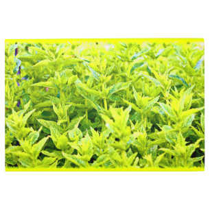 Impresión En Metal "Plantas De Mint" Foto Cute. ¡Hazte con una en Zaz