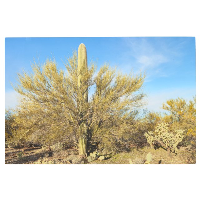 Impresión En Metal Plantas del desierto (Anverso)