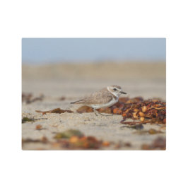 Impresión En Metal Plover y algas