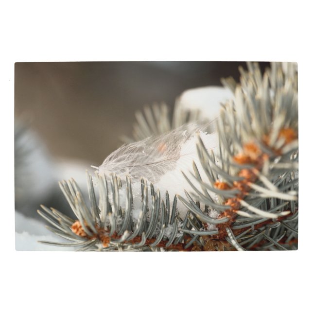 Impresión En Metal Pluma Gris En Rama Evergreen Nevada (Anverso)