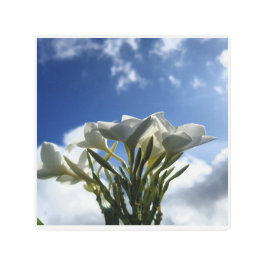 Impresión En Metal Plumeria floreciente contra un cielo radiante