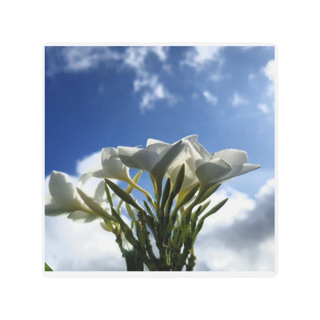 Impresión En Metal Plumeria floreciente contra un cielo radiante (Anverso)